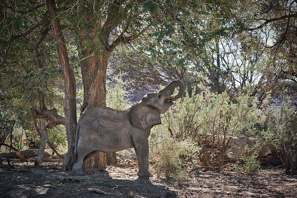 Desert Elephant