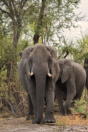 Africa, Africa, Africa, Botswana, Botswana, Chobe, Dumbo, India, Kenya, Kenya, Mara, Masai, Moremi, Namibia, Namibia, Savuti, South, South, Tanzania, Tanzania, Zambia, Zimbabwe, black, "black & white"