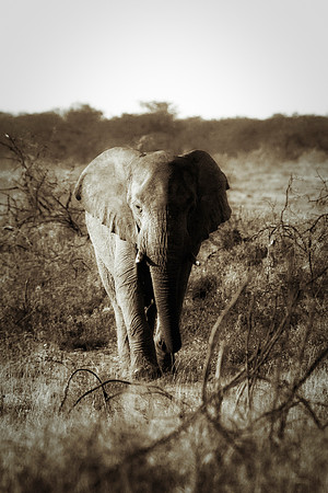 Africa, Bertazzoni, Botswana, Chobe, Dumbo, India, Kenya, Mara, Masai, Moremi, Namibia, Namibia, Savuti, "South Africa", Tanzania, Zambia, Zimbabwe, baby, "black & white", ears, elephant, illegal, ivo