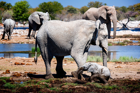 Baby Elephant - Etosha