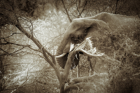 Africa, Bertazzoni, Botswana, Chobe, Dumbo, India, Kenya, Mara, Masai, Moremi, Namibia, Namibia, Savuti, "South Africa", Tanzania, Zambia, Zimbabwe, baby, "black & white", ears, elephant, illegal, ivo