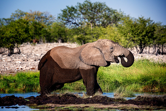 Bull Elephant - Etosha