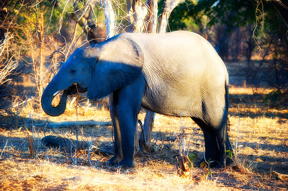 Africa, Africa, Africa, Botswana, Botswana, Chobe, Dumbo, India, Kenya, Kenya, Mara, Masai, Moremi, Namibia, Namibia, Savuti, South, South, Tanzania, Tanzania, Zambia, Zimbabwe, ears, elephant, elepha