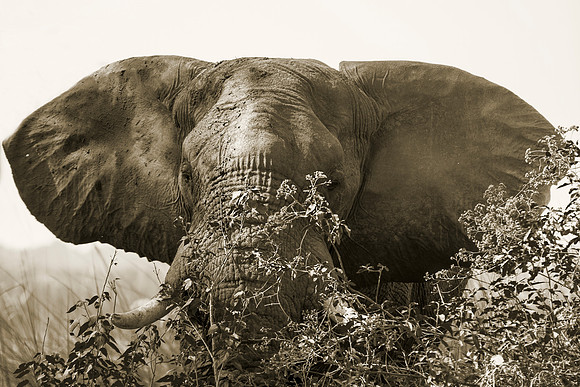 Africa, Africa, Africa, Botswana, Botswana, Chobe, Dumbo, India, Kenya, Kenya, Mara, Masai, Moremi, Namibia, Namibia, Savuti, South, South, Tanzania, Tanzania, Zambia, Zimbabwe, black, "black & white"