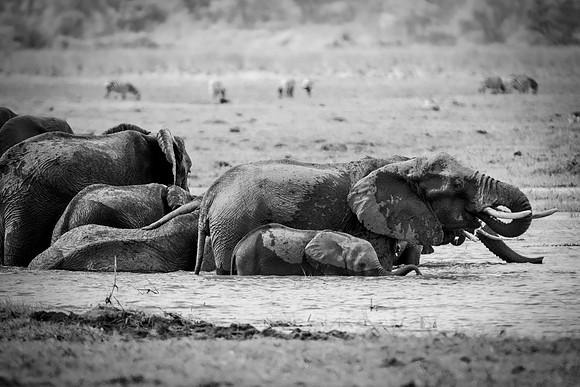 Africa, Africa, Africa, Botswana, Botswana, Chobe, Dumbo, India, Kenya, Kenya, Mara, Masai, Moremi, Namibia, Namibia, Savuti, South, South, Tanzania, Tanzania, Zambia, Zimbabwe, black, "black & white"