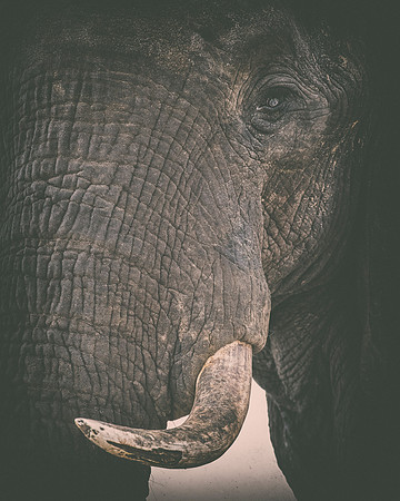 Africa, Africa, Africa, Botswana, Botswana, Chobe, Dumbo, India, Kenya, Kenya, Mara, Masai, Moremi, Namibia, Namibia, Savuti, South, South, Tanzania, Tanzania, Zambia, Zimbabwe, black, "black & white"