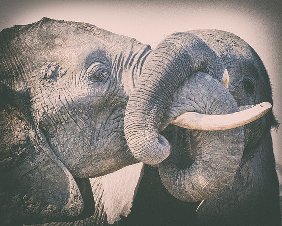 Africa, Africa, Africa, Botswana, Botswana, Chobe, Dumbo, India, Kenya, Kenya, Mara, Masai, Moremi, Namibia, Namibia, Savuti, South, South, Tanzania, Tanzania, Zambia, Zimbabwe, black, "black & white"
