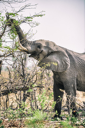 Africa, Africa, Africa, Botswana, Botswana, Chobe, Dumbo, India, Kenya, Kenya, Mara, Masai, Moremi, Namibia, Namibia, Savuti, South, South, Tanzania, Tanzania, Zambia, Zimbabwe, black, "black & white"