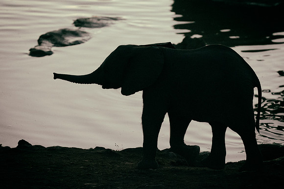 Africa, Bertazzoni, Botswana, Chobe, Dumbo, India, Kenya, Mara, Masai, Moremi, Namibia, Namibia, Savuti, "South Africa", Tanzania, Zambia, Zimbabwe, baby, "black & white", ears, elephant, illegal, ivo