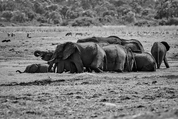 Africa, Africa, Africa, Botswana, Botswana, Chobe, Dumbo, India, Kenya, Kenya, Mara, Masai, Moremi, Namibia, Namibia, Savuti, South, South, Tanzania, Tanzania, Zambia, Zimbabwe, black, "black & white"