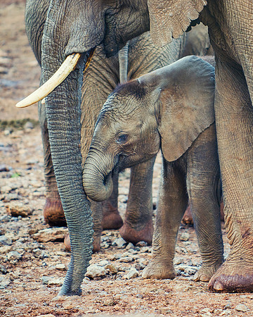 Bertazzoni, Botswana, Chobe, Dumbo, India, Kenya, Mara, Masai, Moremi, Namibia, Namibia, Savuti, "South Africa", Tanzania, Zambia, Zimbabwe, baby, ears, elephant, frica, illegal, ivory, jungle, pack,