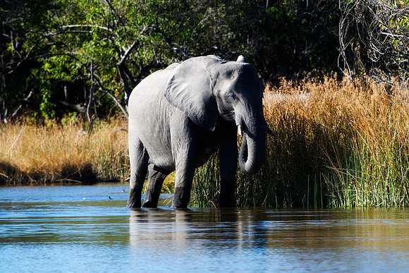 Africa, Africa, Africa, Botswana, Botswana, Chobe, Dumbo, India, Kenya, Kenya, Mara, Masai, Moremi, Namibia, Namibia, Savuti, South, South, Tanzania, Tanzania, Zambia, Zimbabwe, ears, elephant, elepha