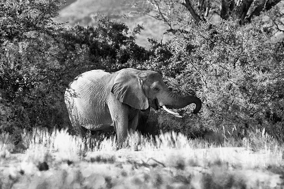 Africa, Bertazzoni, Botswana, Chobe, Dumbo, India, Kenya, Mara, Masai, Moremi, Namibia, Namibia, Savuti, "South Africa", Tanzania, Zambia, Zimbabwe, baby, "black & white", ears, elephant, illegal, ivo
