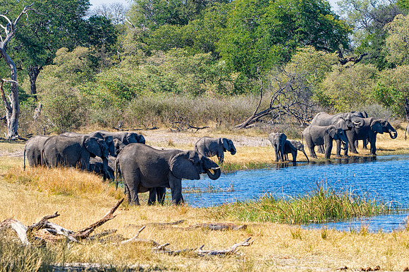 Africa, Africa, Africa, Botswana, Botswana, Chobe, Dumbo, India, Kenya, Kenya, Mara, Masai, Moremi, Namibia, Namibia, Savuti, South, South, Tanzania, Tanzania, Zambia, Zimbabwe, ears, elephant, elepha