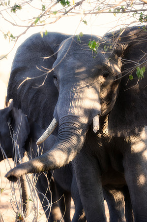 Africa, Africa, Africa, Botswana, Botswana, Chobe, Dumbo, India, Kenya, Kenya, Mara, Masai, Moremi, Namibia, Namibia, Savuti, South, South, Tanzania, Tanzania, Zambia, Zimbabwe, ears, elephant, elepha