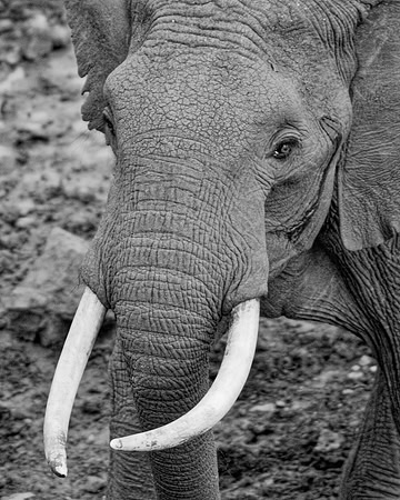 Bertazzoni, Botswana, Chobe, Dumbo, India, Kenya, Mara, Masai, Moremi, Namibia, Namibia, Savuti, "South Africa", Tanzania, Zambia, Zimbabwe, baby, ears, elephant, frica, illegal, ivory, jungle, pack,