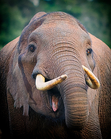 Bertazzoni, Botswana, Chobe, Dumbo, India, Kenya, Mara, Masai, Moremi, Namibia, Namibia, Savuti, "South Africa", Tanzania, Zambia, Zimbabwe, baby, ears, elephant, frica, illegal, ivory, jungle, pack,