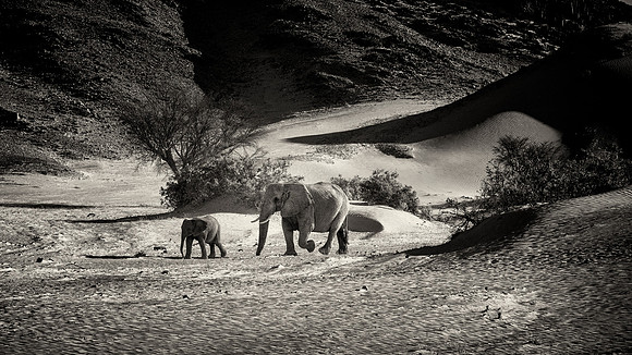 Desert Elephants