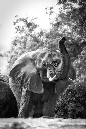 Africa, Africa, Africa, Botswana, Botswana, Chobe, Dumbo, India, Kenya, Kenya, Mara, Masai, Moremi, Namibia, Namibia, Savuti, South, South, Tanzania, Tanzania, Zambia, Zimbabwe, black, "black & white"