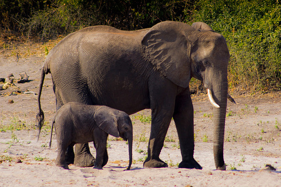 Africa, Botswana, Chobe, Dumbo, Kenya, "Masai Mara", Moremi, Namibia, Savuti, "South Africa", Tanzania, ears, elephant, "illegal trade", ivory, jungle, poaching, safari, savanna, trunk, tusk,India, Ta
