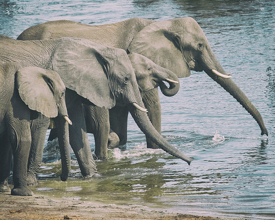 Africa, Africa, Africa, Botswana, Botswana, Chobe, Dumbo, India, Kenya, Kenya, Mara, Masai, Moremi, Namibia, Namibia, Savuti, South, South, Tanzania, Tanzania, Zambia, Zimbabwe, black, "black & white"