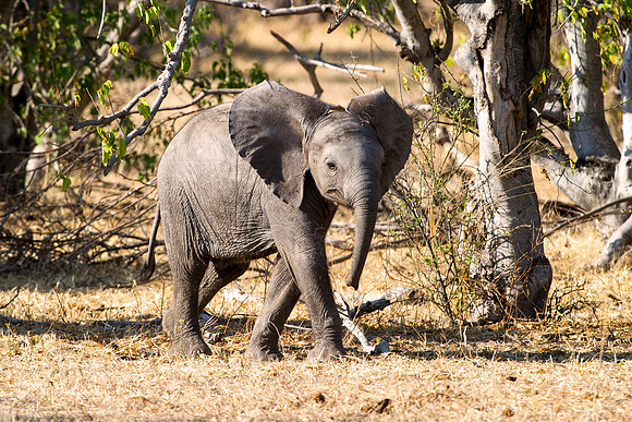 Africa, Botswana, Botswana, Chobe, Dumbo, India, Kenya, Kenya, Masai Mara, Moremi, Namibia, Namibia, Savuti, South Africa, South Africa, Tanzania, Tanzania, Zambia, Zimbabwe, ears, elephant, "baby ele