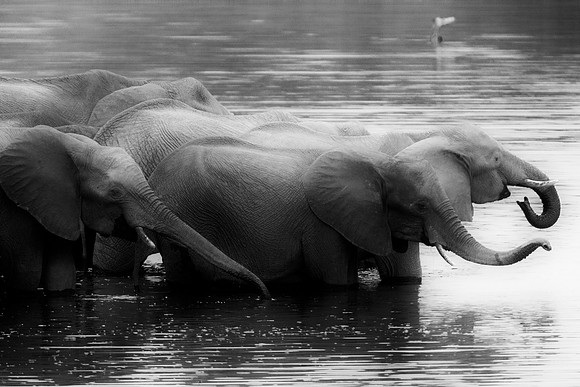 Africa, Africa, Africa, Botswana, Botswana, Chobe, Dumbo, India, Kenya, Kenya, Mara, Masai, Moremi, Namibia, Namibia, Savuti, South, South, Tanzania, Tanzania, Zambia, Zimbabwe, black, "black & white"
