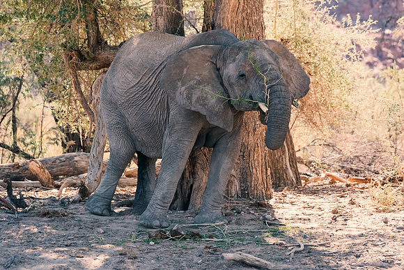 Desert Elephant