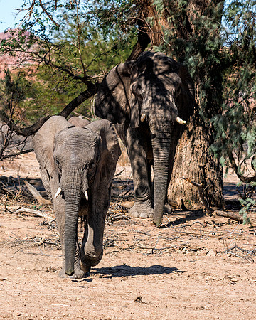 Desert Elephant