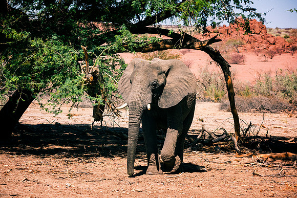 Desert Elephant