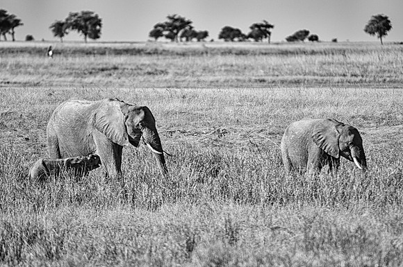 Africa, Africa, Africa, Botswana, Botswana, Chobe, Dumbo, India, Kenya, Kenya, Mara, Masai, Moremi, Namibia, Namibia, Savuti, South, South Africa, Tanzania, Tanzania, Zambia, Zimbabwe, black, black &