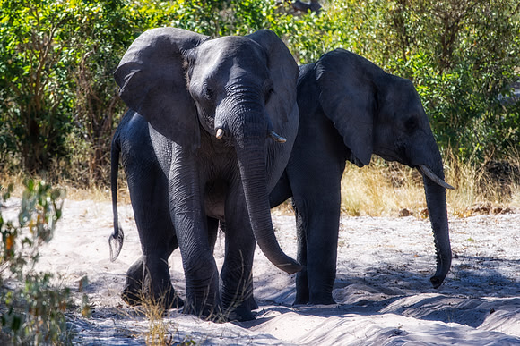 Africa, Africa, Africa, Botswana, Botswana, Chobe, Dumbo, India, Kenya, Kenya, Mara, Masai, Moremi, Namibia, Namibia, Savuti, South, South, Tanzania, Tanzania, Zambia, Zimbabwe, ears, elephant, elepha