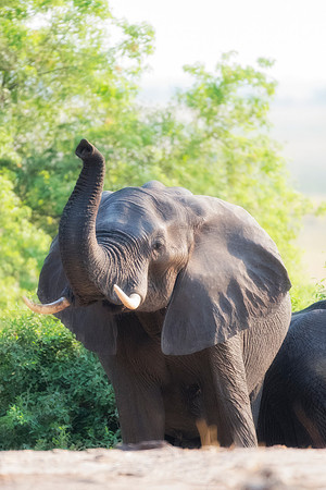 Africa, Africa, Africa, Botswana, Botswana, Chobe, Dumbo, India, Kenya, Kenya, Mara, Masai, Moremi, Namibia, Namibia, Savuti, South, South, Tanzania, Tanzania, Zambia, Zimbabwe, black, "black & white"