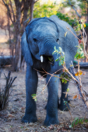 Africa, Botswana, Botswana, Chobe, Dumbo, India, Kenya, Kenya, Masai Mara, Moremi, Namibia, Namibia, Savuti, South Africa, South Africa, Tanzania, Tanzania, Zambia, Zimbabwe, ears, elephant, elephant,
