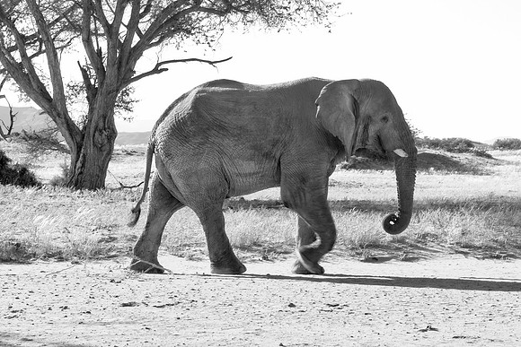 Bertazzoni, Botswana, Chobe, Dumbo, India, Kenya, Mara, Masai, Moremi, Namibia, Namibia, Savuti, "South Africa", Tanzania, Zambia, Zimbabwe, baby, "black & white", ears, elephant, frica, illegal, ivor