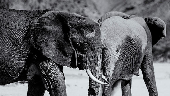 Desert Elephants