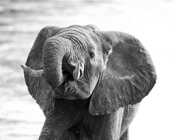 Africa, Bertazzoni, Botswana, Chobe, Dumbo, India, Kenya, Mara, Masai, Moremi, Namibia, Namibia, Savuti, "South Africa", Tanzania, Zambia, Zimbabwe, baby, "black & white", ears, elephant, illegal, ivo