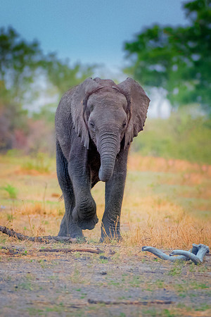 Africa, Africa, Africa, Botswana, Botswana, Chobe, Dumbo, India, Kenya, Kenya, Mara, Masai, Moremi, Namibia, Namibia, Savuti, South, South, Tanzania, Tanzania, Zambia, Zimbabwe, black, "black & white"