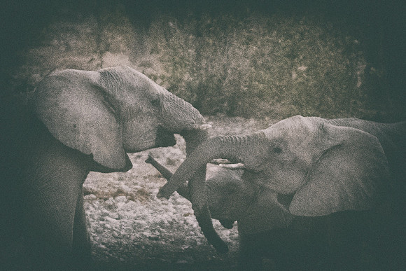 Africa, Bertazzoni, Botswana, Chobe, Dumbo, India, Kenya, Mara, Masai, Moremi, Namibia, Namibia, Savuti, "South Africa", Tanzania, Zambia, Zimbabwe, baby, "black & white", ears, elephant, illegal, ivo