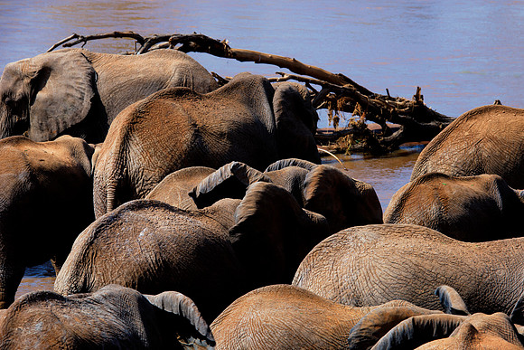 Africa, Bertazzoni, Botswana, Chobe, Dumbo, India, Kenya, Mara, Masai, Moremi, Namibia, Namibia, Savuti, "South Africa", Tanzania, Zambia, Zimbabwe, baby, "black & white", ears, elephant, illegal, ivo