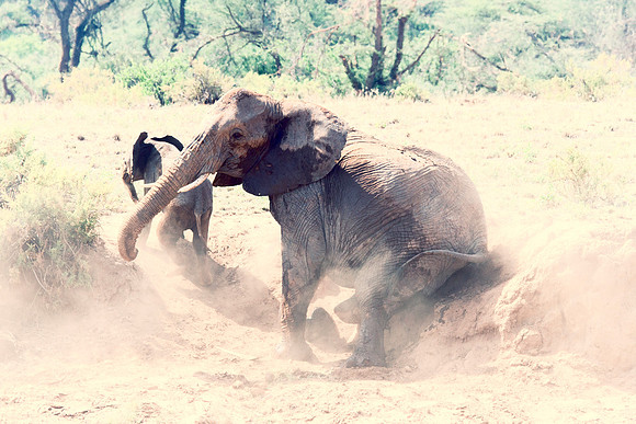 Africa, Bertazzoni, Botswana, Chobe, Dumbo, India, Kenya, Mara, Masai, Moremi, Namibia, Namibia, Savuti, "South Africa", Tanzania, Zambia, Zimbabwe, baby, "black & white", ears, elephant, illegal, ivo