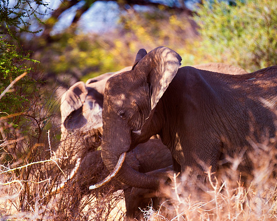 Africa, Bertazzoni, Botswana, Chobe, Dumbo, India, Kenya, Mara, Masai, Moremi, Namibia, Namibia, Savuti, "South Africa", Tanzania, Zambia, Zimbabwe, baby, "black & white", ears, elephant, illegal, ivo