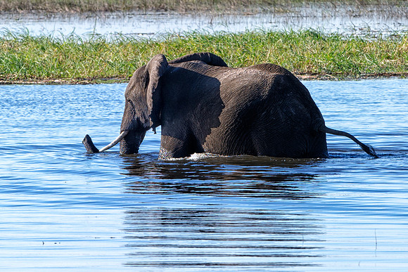 Africa, Africa, Africa, Botswana, Botswana, Chobe, Dumbo, India, Kenya, Kenya, Mara, Masai, Moremi, Namibia, Namibia, Savuti, South, South, Tanzania, Tanzania, Zambia, Zimbabwe, ears, elephant, elepha