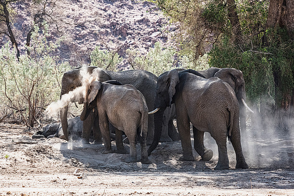 Desert Elephants