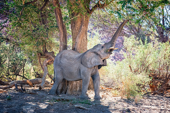 Desert Elephant
