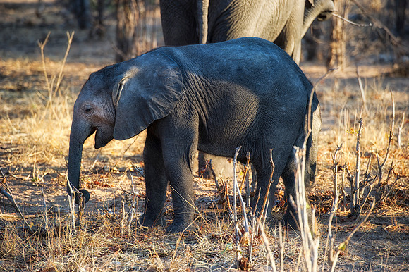 Africa, Africa, Africa, Botswana, Botswana, Chobe, Dumbo, India, Kenya, Kenya, Mara, Masai, Moremi, Namibia, Namibia, Savuti, South, South, Tanzania, Tanzania, Zambia, Zimbabwe, ears, elephant, elepha
