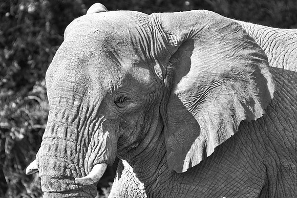 Africa, Bertazzoni, Botswana, Chobe, Dumbo, India, Kenya, Mara, Masai, Moremi, Namibia, Namibia, Savuti, "South Africa", Tanzania, Zambia, Zimbabwe, baby, "black & white", ears, elephant, illegal, ivo