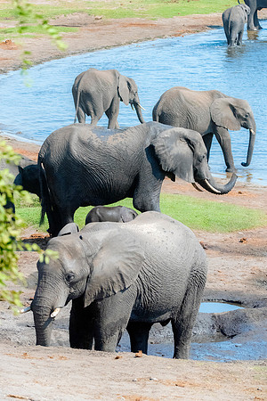 Africa, Africa, Africa, Botswana, Botswana, Chobe, Dumbo, India, Kenya, Kenya, Mara, Masai, Moremi, Namibia, Namibia, Savuti, South, South, Tanzania, Tanzania, Zambia, Zimbabwe, black, "black & white"