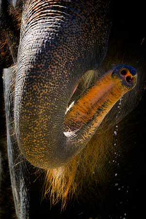 Africa, Botswana, Chobe, Dumbo, Kenya, "Masai Mara", Moremi, Namibia, Savuti, "South Africa", Tanzania, ears, elephant, "illegal trade", ivory, jungle, poaching, safari, savanna, trunk, tusk,India, Ta