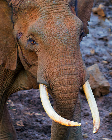 Bertazzoni, Botswana, Chobe, Dumbo, India, Kenya, Mara, Masai, Moremi, Namibia, Namibia, Savuti, "South Africa", Tanzania, Zambia, Zimbabwe, baby, ears, elephant, frica, illegal, ivory, jungle, pack,